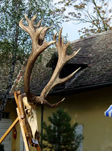 Kapitalni jelen - trofej  - by Tibor Mikuska